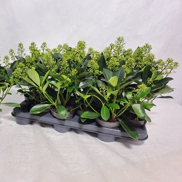 Skimmia japonica 'Finchy'