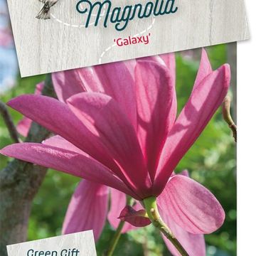 Magnolia 'Galaxy'