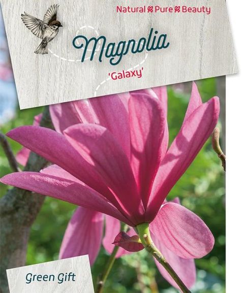 Magnolia 'Galaxy'