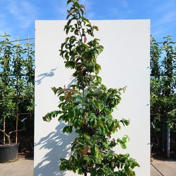 Parrotia persica 'Bella'