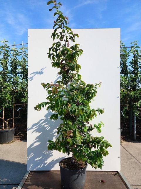 Parrotia persica 'Bella'