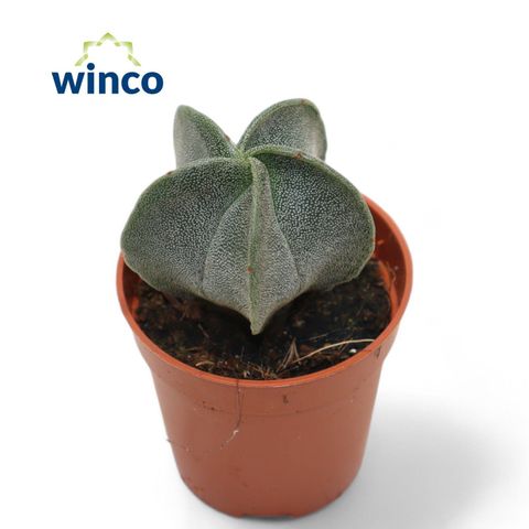 Astrophytum myriostigma