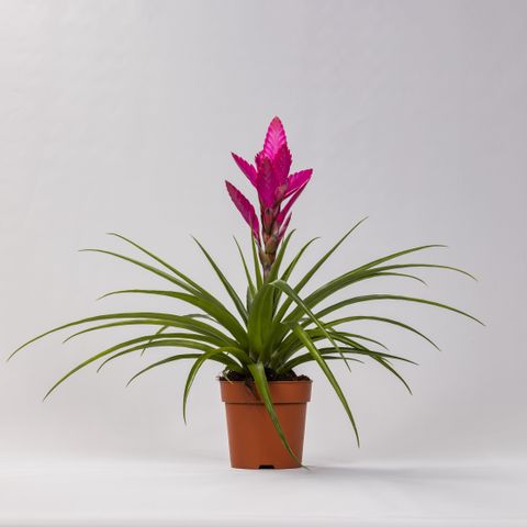 Plante Unique Tillandsia Amira - Achetez pour un Air Purifié