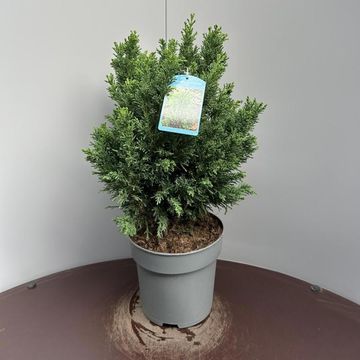 Chamaecyparis obtusa 'Draht'