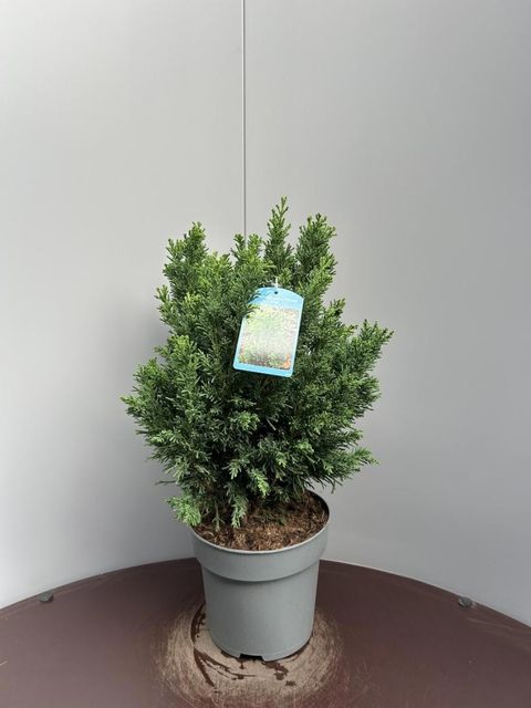 Chamaecyparis obtusa 'Draht'