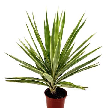 Yucca elephantipes 'Jewel'