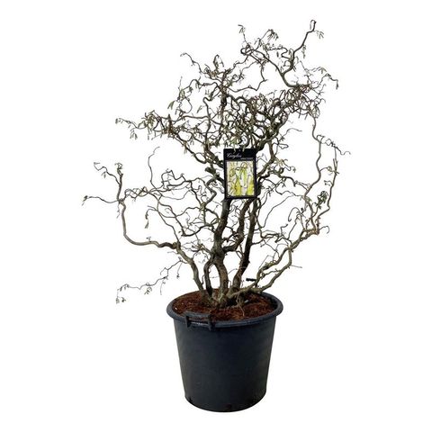 Corylus avellana 'Contorta'