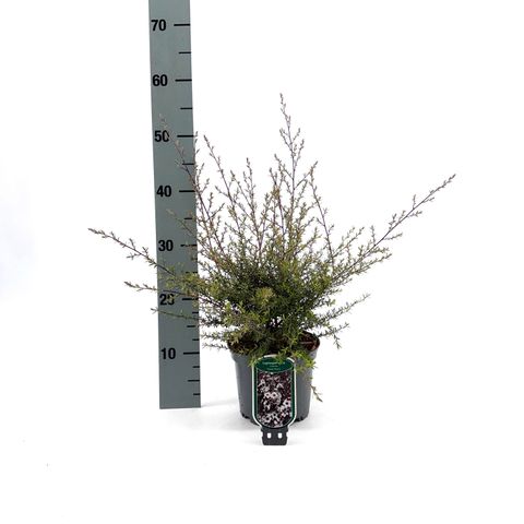 Leptospermum scoparium 'Snow Flurry'