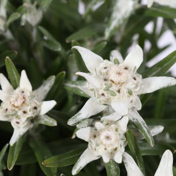 Leontopodium alpinum 'Watzmann'