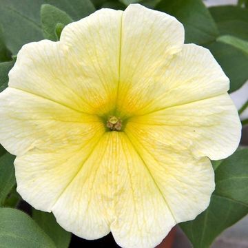 Petunia FAMOUS YELLOW