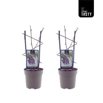 Vitis 'Blauer Burgunder'