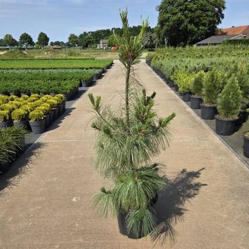 Pinus strobus 'Densa'