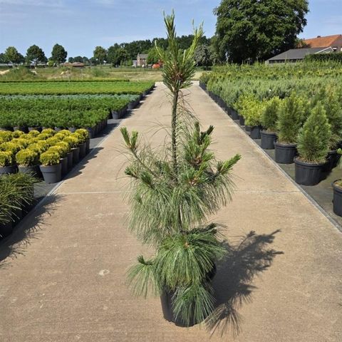 Pinus strobus 'Densa'