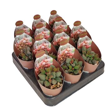 Adromischus marianae herrei 'Coffee Bean'
