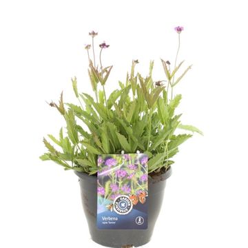 Verbena rigida 'Santos'