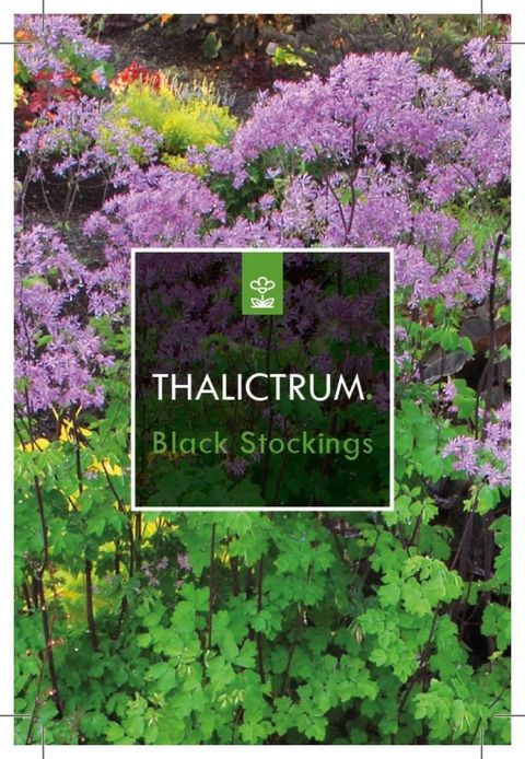 Thalictrum 'Black Stockings'