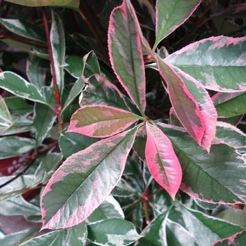 Photinia x fraseri PINK MARBLE