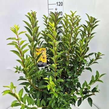 Forsythia x intermedia 'Spectabilis'