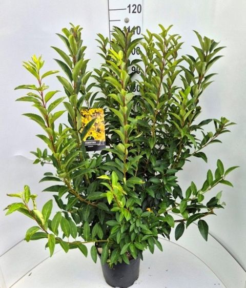 Forsythia x intermedia 'Spectabilis'