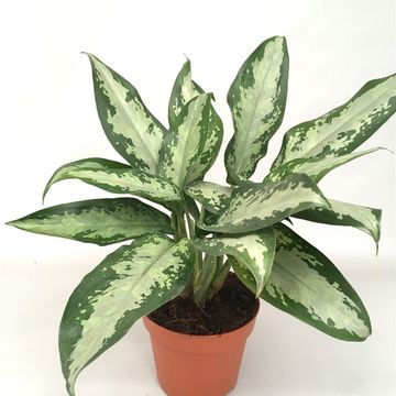 Aglaonema 'Jubilee Compacta'