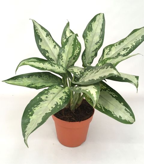 Aglaonema 'Jubilee Compacta'