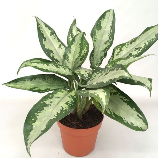 Aglaonema 'Jubilee Compacta'