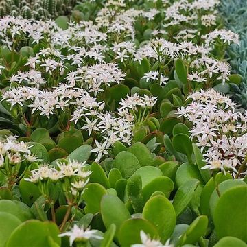 Crassula portulacea