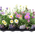 Aster alpinus MIX