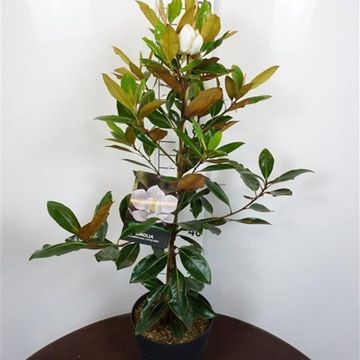 Magnolia grandiflora 'Little Gem'