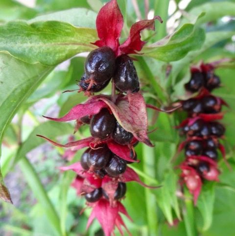 Leycesteria formosa