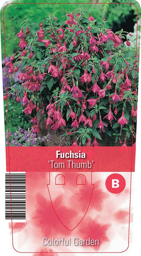 Fuchsia 'Tom Thumb'