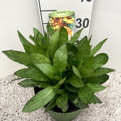 Helenium MARDI GRAS