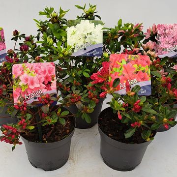 Rhododendron JAPANESE AZALEA MIX (AJ)