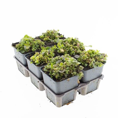 Gypsophila cerastoides