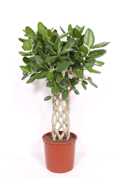 Ficus benghalensis