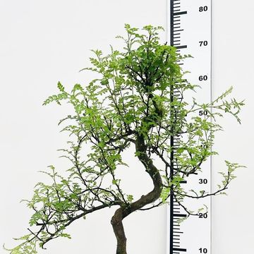 Zanthoxylum piperitum