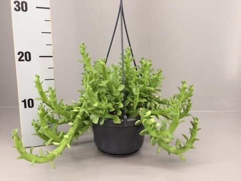 Euphorbia ellenbeckii