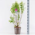Syringa vulgaris 'Мадам Лемуан'
