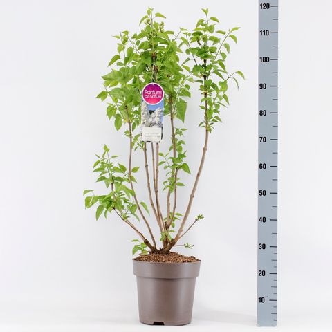 Syringa vulgaris 'Mme Lemoine'