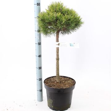 Pinus mugo 'Mops'