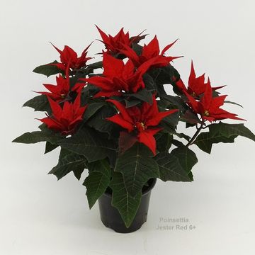 Euphorbia pulcherrima JESTER RED