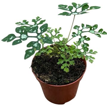 Adenia perrieri