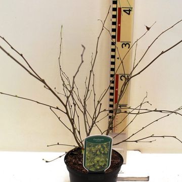 Corylopsis pauciflora