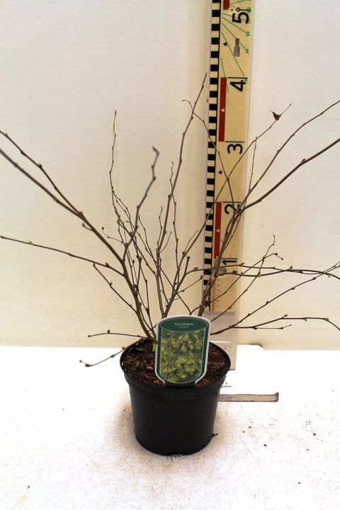 Corylopsis pauciflora