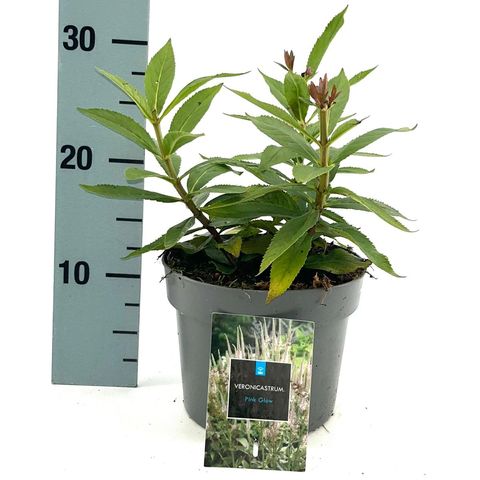 Veronicastrum virginicum 'Pink Glow'