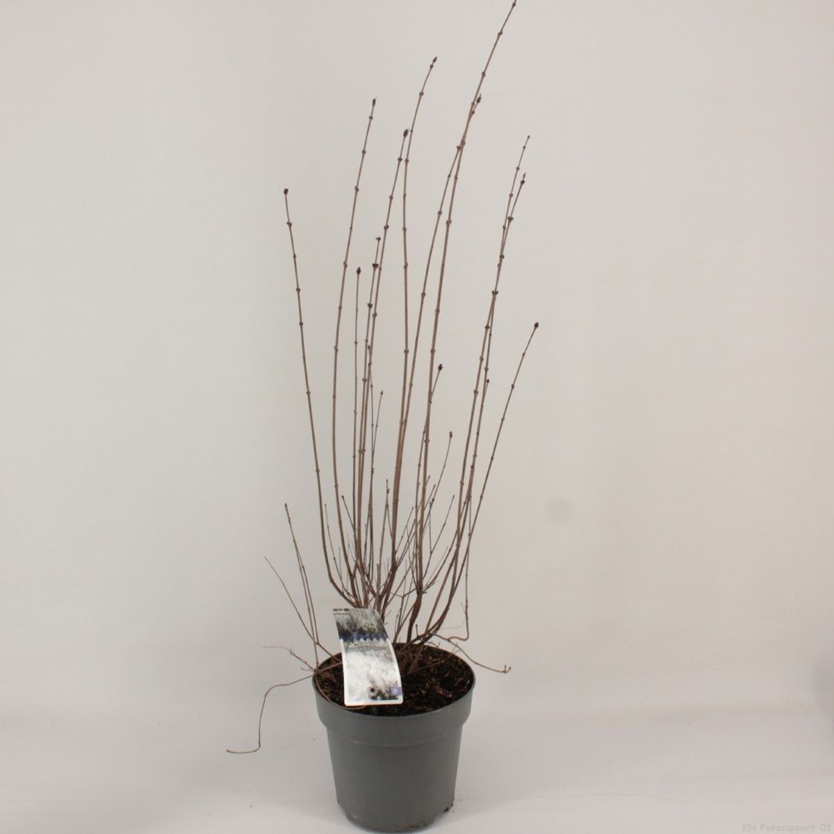 Syringa meyeri FLOWERFESTA WHITE — Plantegrossist FlorAccess