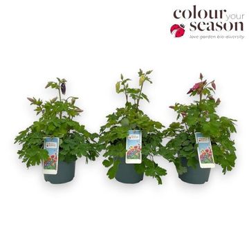 Aquilegia SPRING MAGIC MIX