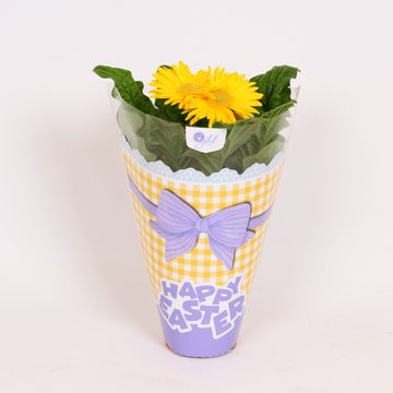 Gerbera COLOURGAME MIX Gerbera COLOURGAME MIX