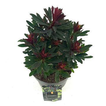 Euphorbia amygdaloides 'Purpurea'