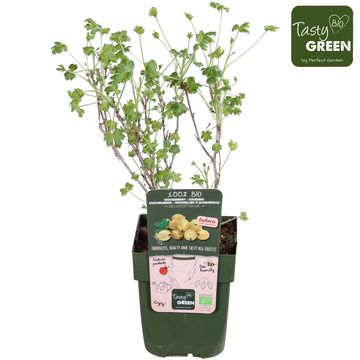 Ribes uva-crispa EASYCRISP LADY SUN